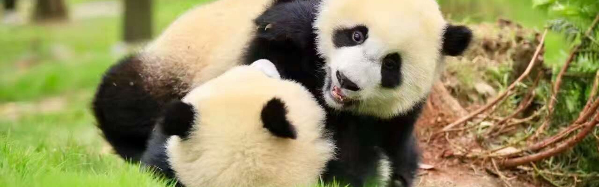 Bifengxia Panda Base