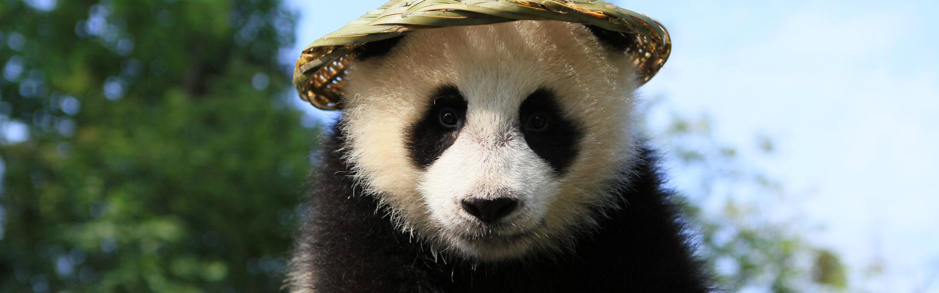 Panda Tour