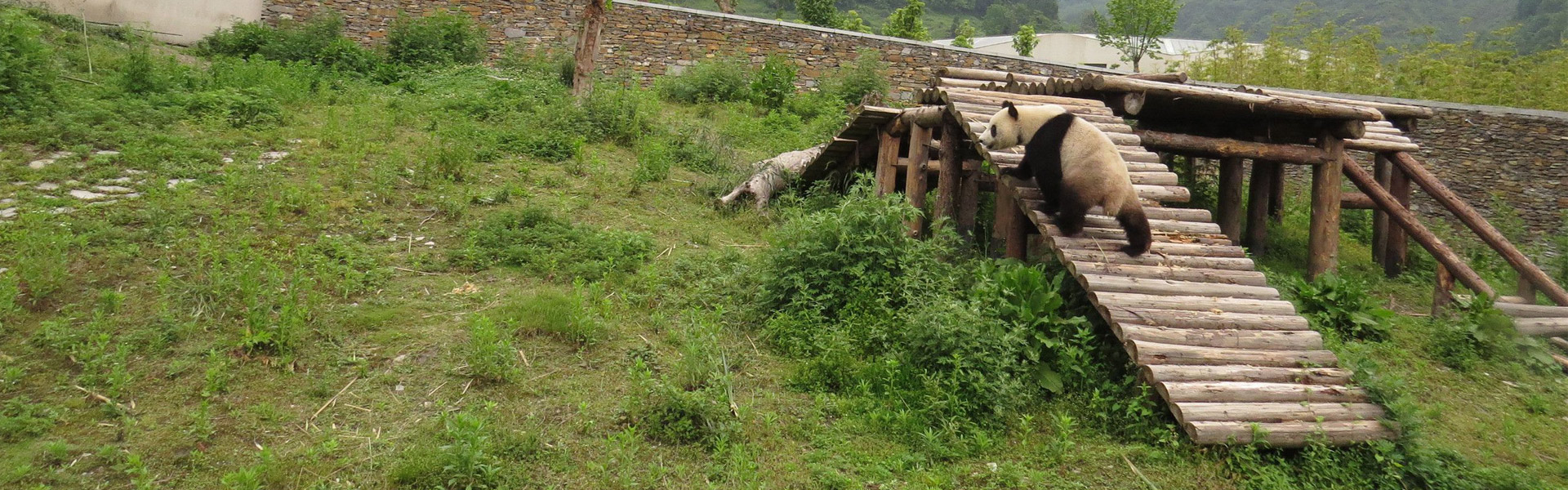 Dujiangyan Panda Base
