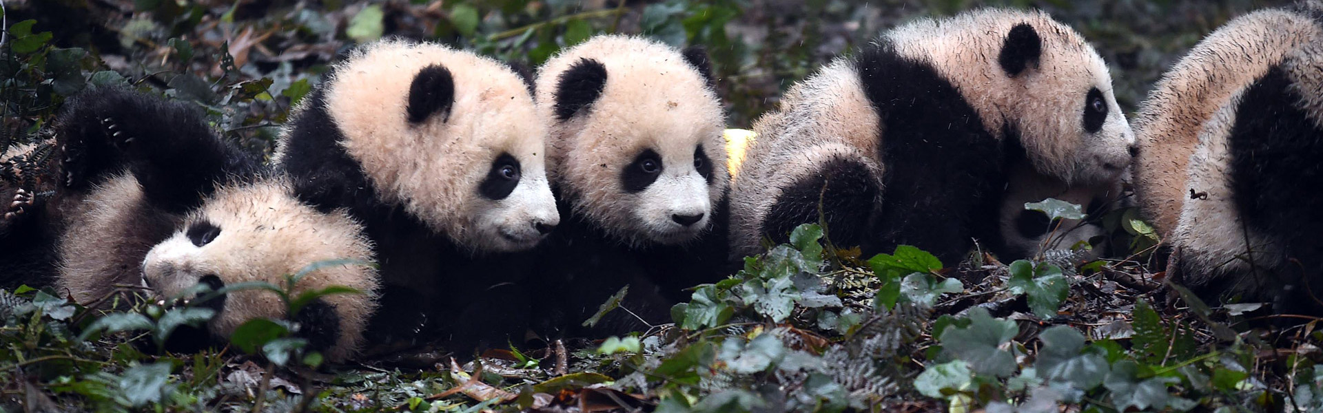 Bifengxia Panda Base