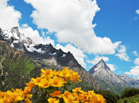 Sea of flowers in Mt. Siguniang 