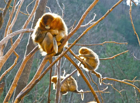 Giant panda in winter