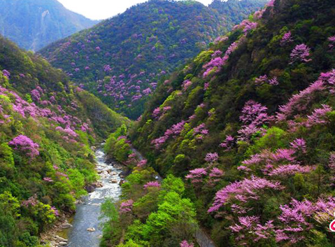 Spring scenery of Tangjiahe National Nature Park