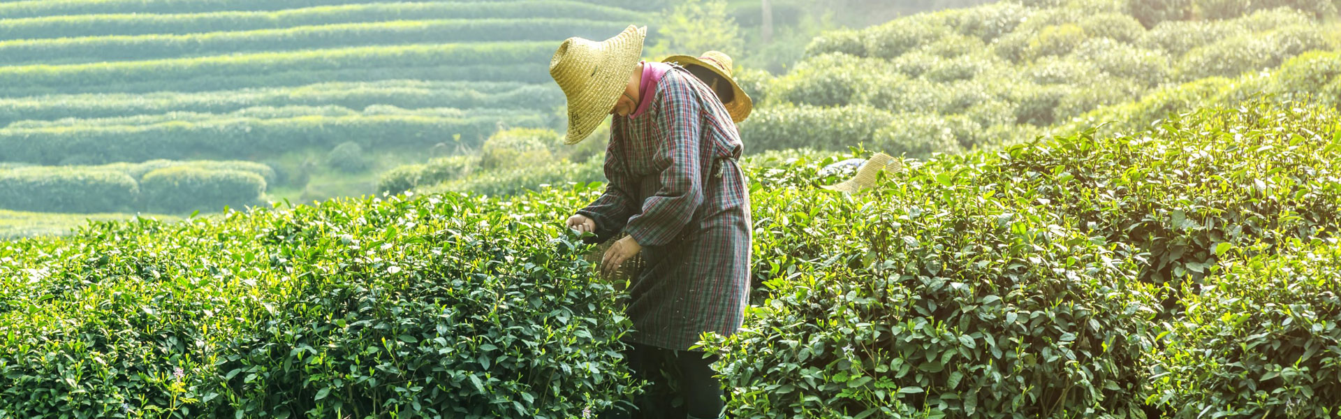 Tea-Picking in Dujiangyan