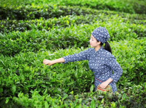 Girl Picking Tea in Dujiangyan
