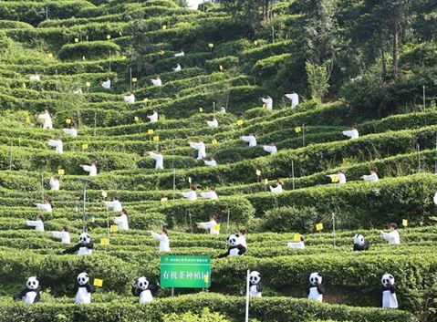Tea-Picking in Dujiangyan