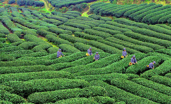 7 Days Panda and Chinese Culture Tour