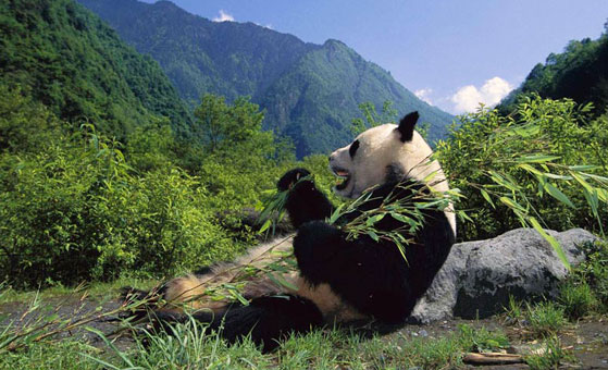 3 Days Chengdu and Dujiangyan Panda Holding Wolong Volunteer Tour