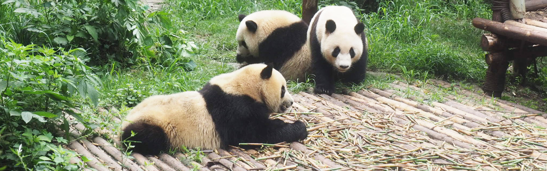 Panda Base