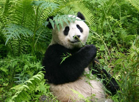 Wild Panda in Tangjiahe