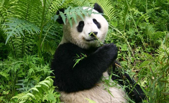 5 Days Wild Panda Habitat Explore Tour