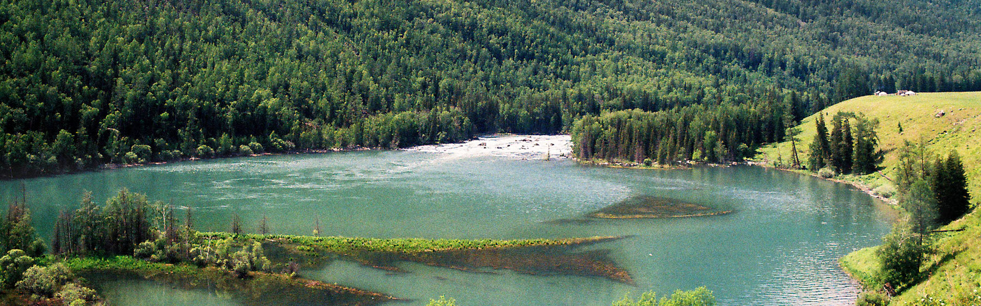 Pandas in Bifengxia