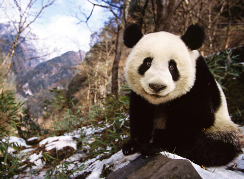 Wolong National Reserve Park