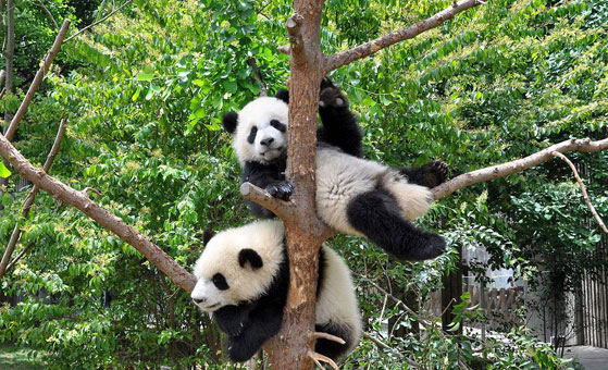 2 Days Chengdu Dujiangyan Wolong Panda Holding Tour