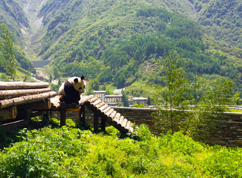 Wolong Panda Base