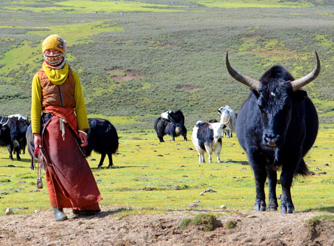 The Local Herdswoman and Yaks on Maoya Grassland