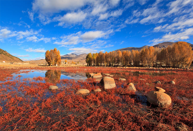 The Red Grass of Daocheng