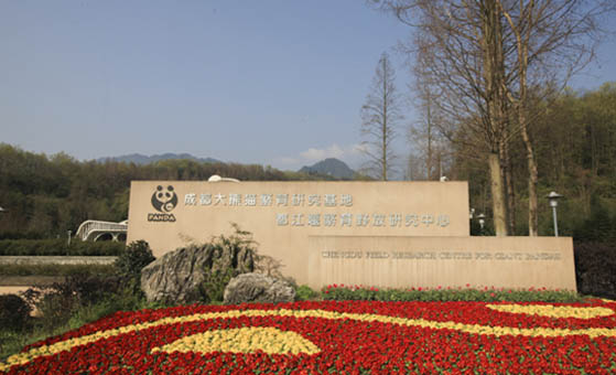 1 Day Dujiangyan Panda Volunteer Program Tour