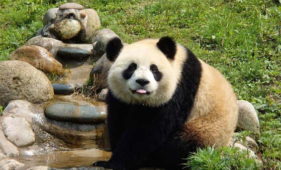 1 Day Dujiangyan Panda Holding Tour