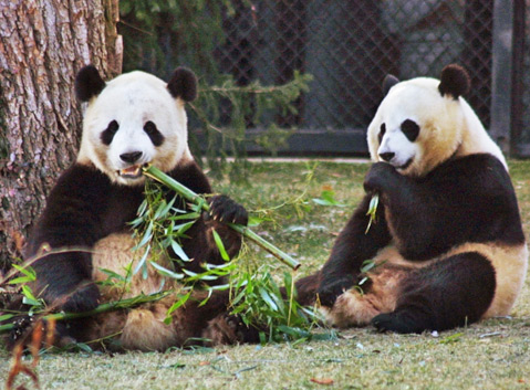 Giant Panda at Dujiangyan Panda Base