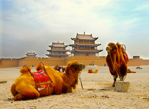 The Camels outside of Jiayuguan Pass