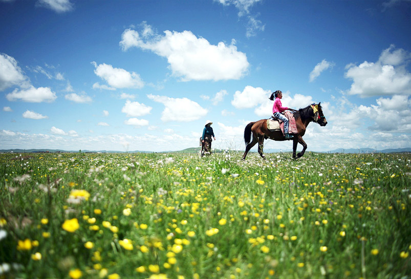 Ruoergai Grassland in the Flower Season