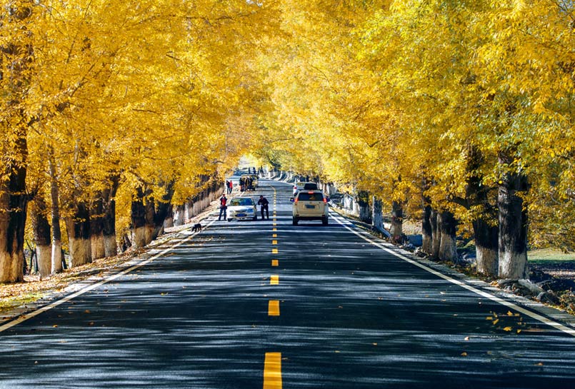 Xinduqiao Golden Terek Bostan in Autumn