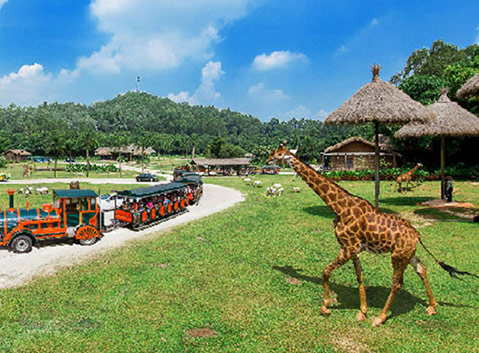 Chimelong Safari Park
