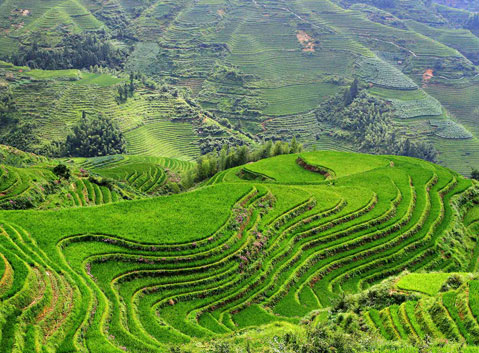 Longji Rice Terrace