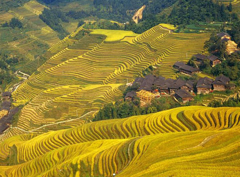 Longji Rice Terrace