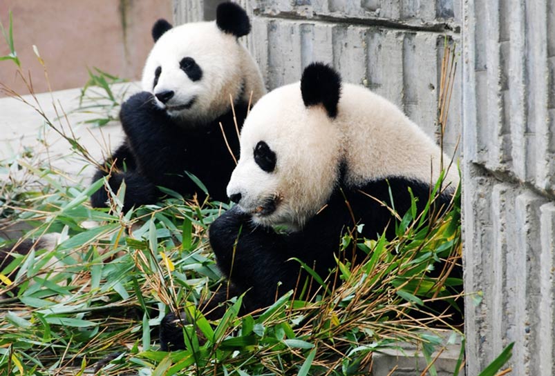 Giant Pandas are having Meal