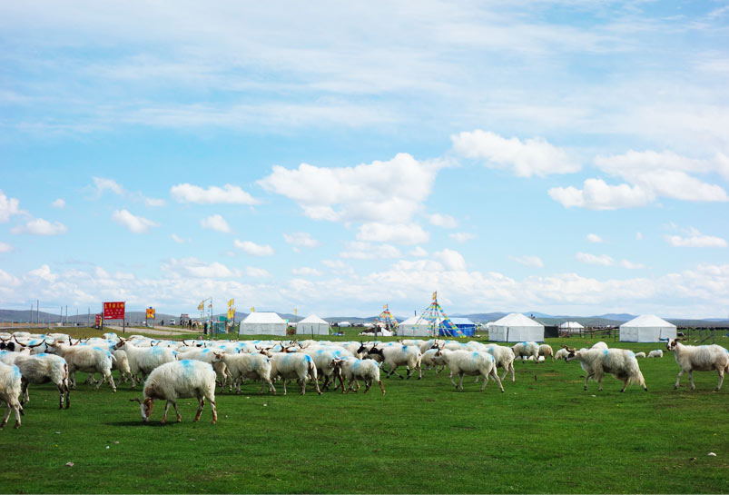 The Flock of Goats and Tents on Hongyuan Grassland