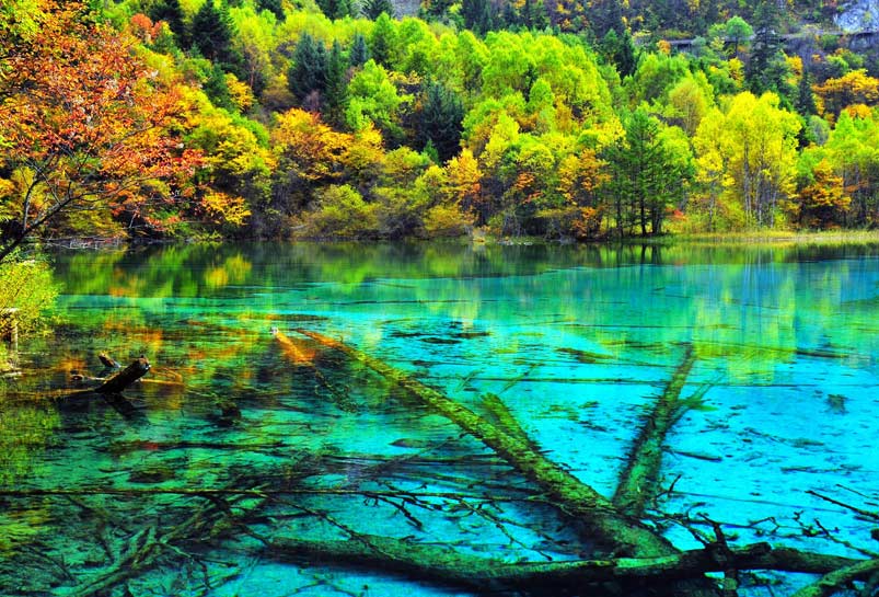 The Rotten Wood in the Water of Jiuzhai Valley