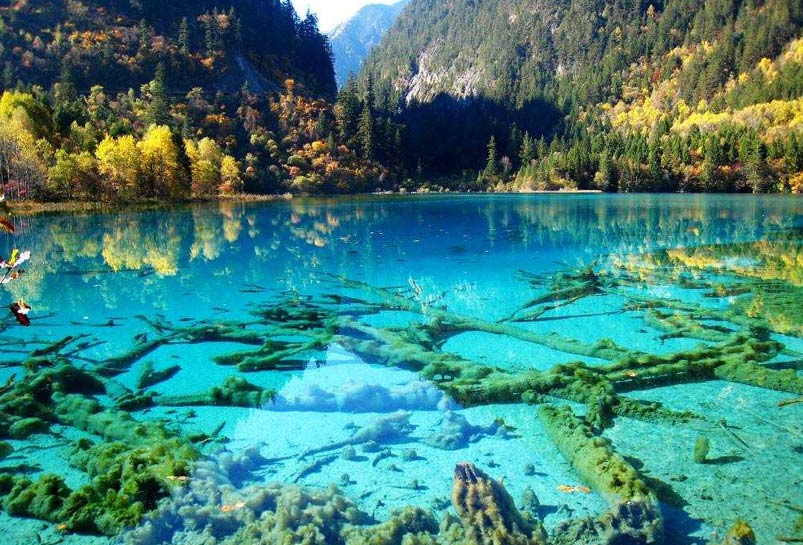 The Rotten Wood in the Water of Jiuzhai Valley