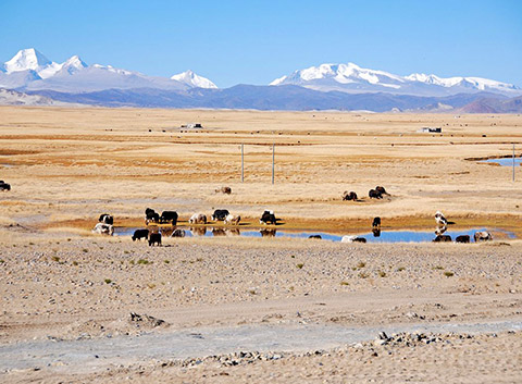The Herds of Yaks