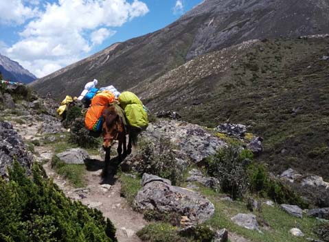 Horses and Porters