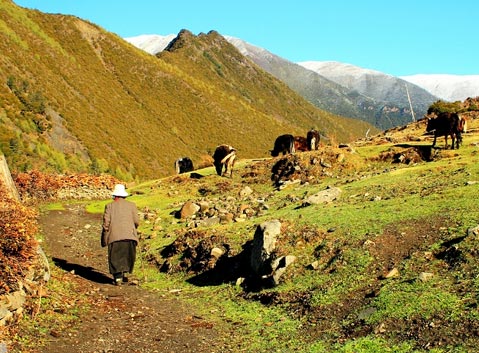 Zimei Village Local Tibetan
