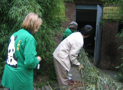 Clean the leftovers of bamboo