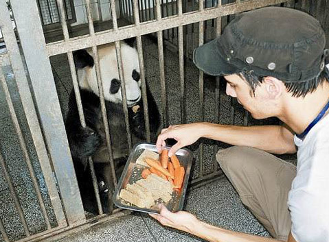 Feed panda with food