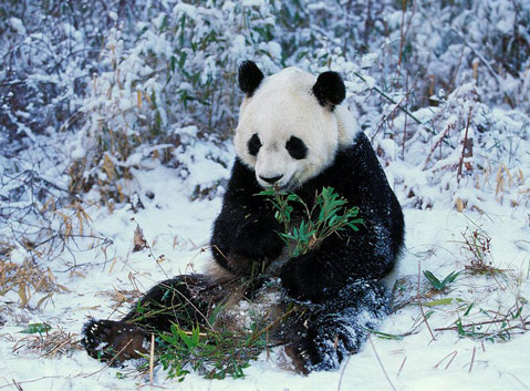 Giant Panda in Winter
