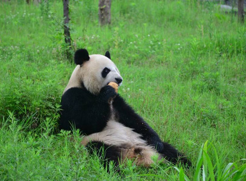 Giant panda