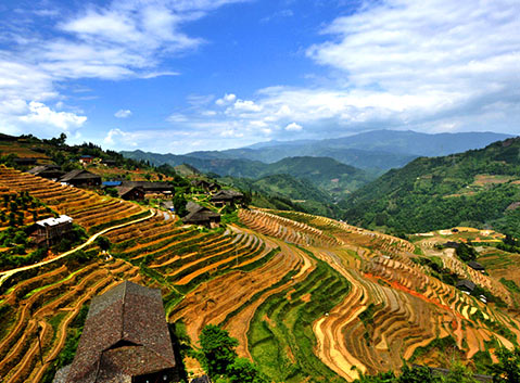 Longji Rice Terraces