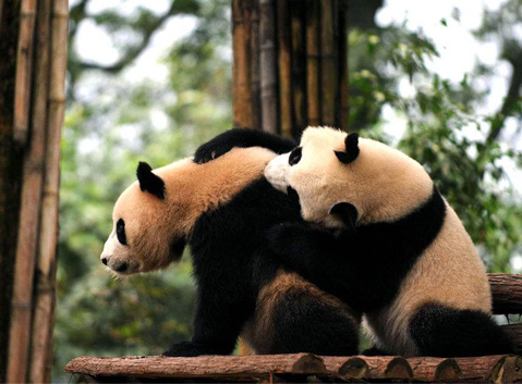Dujiangyan Panda Holding