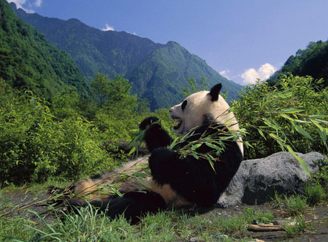 Wolong National Nature Reserve