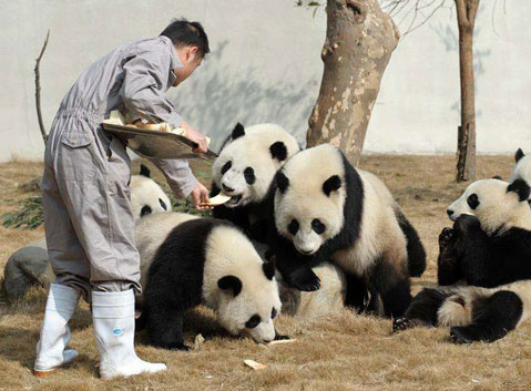 Dujiangyan Panda Base