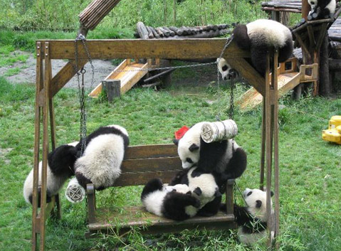 Pandas having fun in Wolong Panda Reasearch Center
