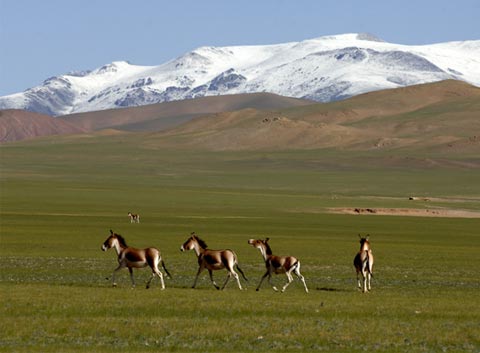 Wild Animals on the Qiangtang Grassland