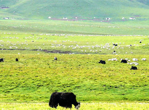 Ganjia Prairie