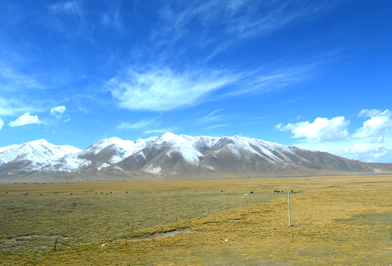 The Beautiful Kekexili Grand Prairie
