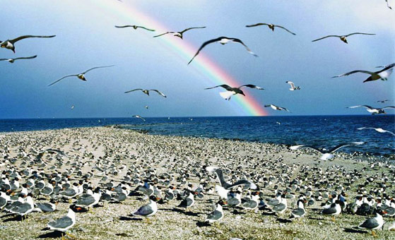 5 Days Qinghai Lake Bird Watching Tour